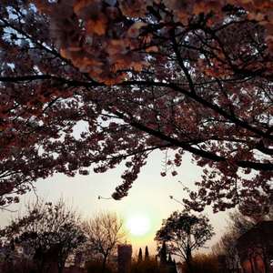 我的弥生姐姐漫画在哪看
